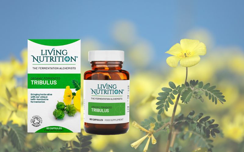 Tribulus terrestis Living Nutrition